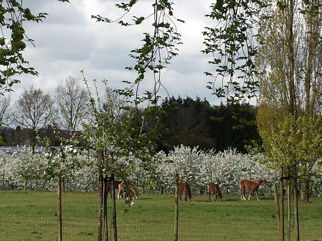 B&B Johannes-Hoeve Baarlo  Esterno foto